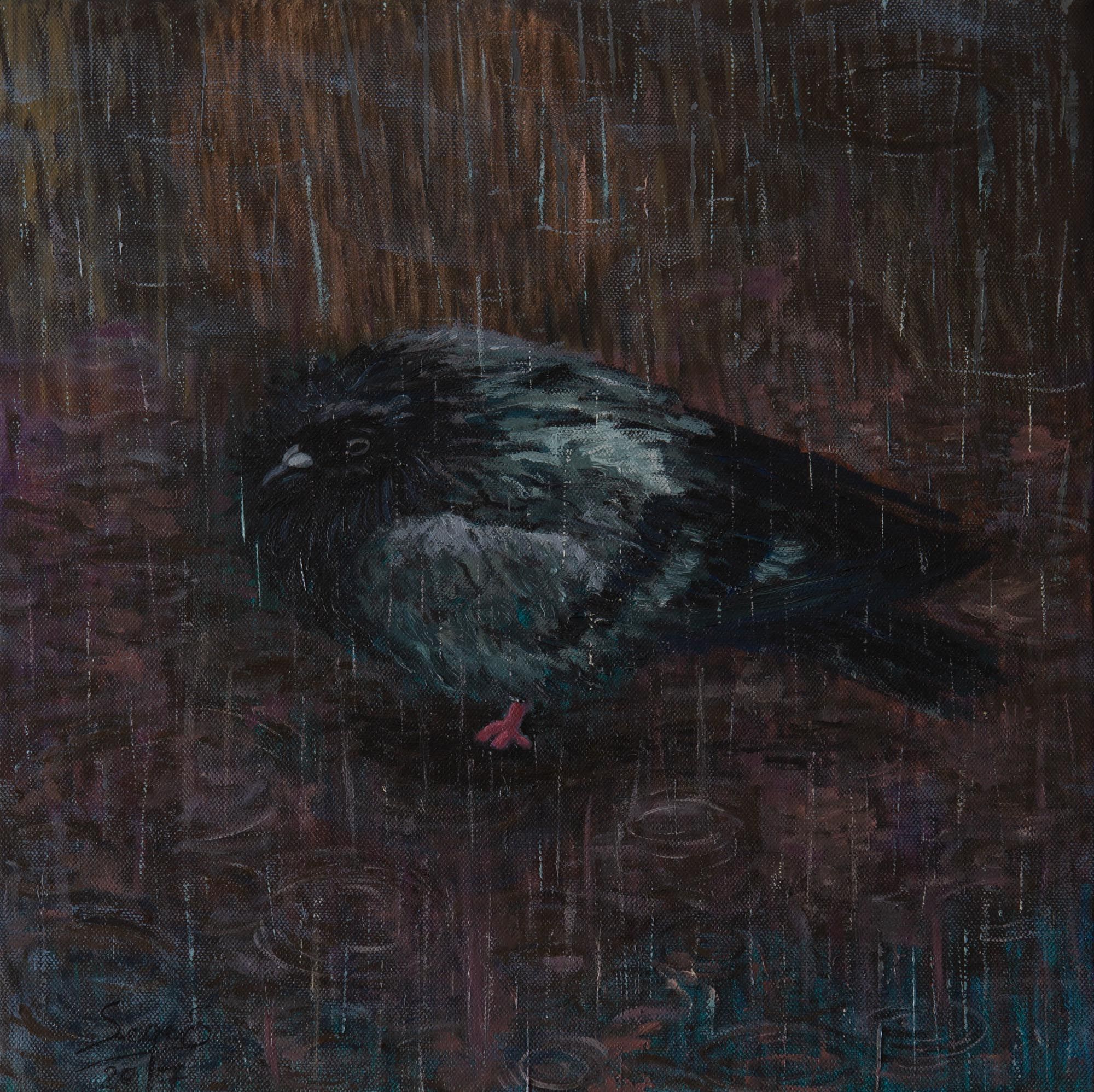 Pigeon in rain